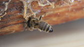 thumbnail of medium Sanftmütige Bienen